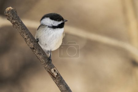 Photo for A Black-capped chickadee perched on a branch. Poecile atricapillus - Royalty Free Image