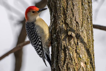 Red-bellied woodpecker perched in a tree. Melanerpes carolinus