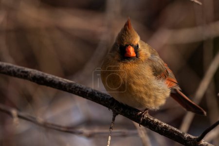 Photo for A female northern cardinal perched on a branch. Cardinalis cardinalis - Royalty Free Image