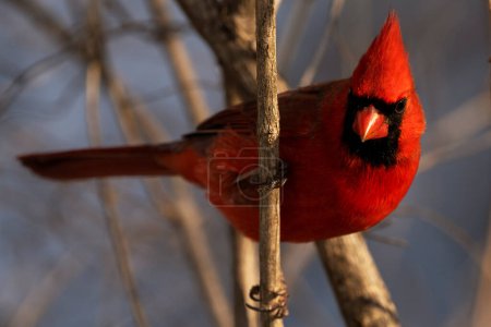 Téléchargez les photos : A male northern cardinal perched on a branch. Cardinalis cardinalis - en image libre de droit
