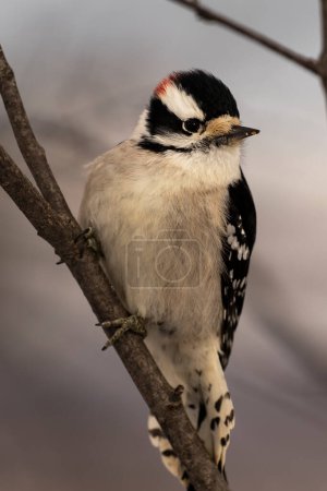 A female downy woodpecker perched on a branch. Picoides pubescens