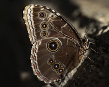 Foto de Blue Morpho Butterfly posado sobre una roca. Morpho peleides, familia Nymphalidae. - Imagen libre de derechos
