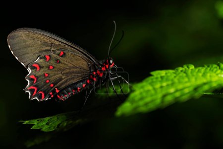 Téléchargez les photos : Scarlet Mormon Butterfly. Papilio rumanzovia - en image libre de droit
