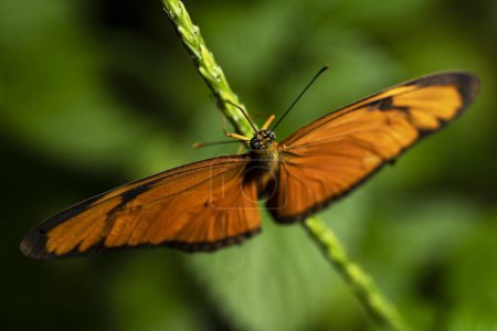 Photo for Orange Julia Butterfly. Dryas iulia, nymphalidae family. - Royalty Free Image