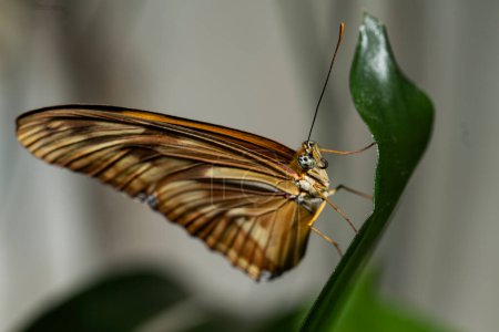Photo for Orange Julia Butterfly. Dryas iulia, - Royalty Free Image