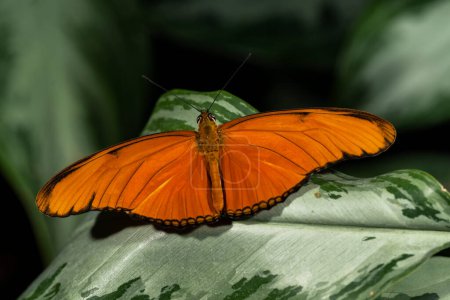 Photo for Orange Julia Butterfly. Dryas iulia, - Royalty Free Image