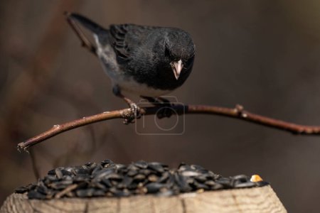 Photo for A Dark-eyed Junco foraging for food. Junco hyemalis - Royalty Free Image