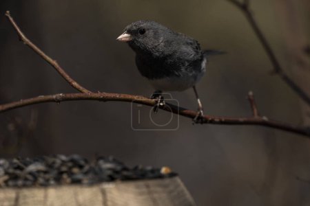 Photo for A Dark-eyed Junco foraging for food. Junco hyemalis - Royalty Free Image