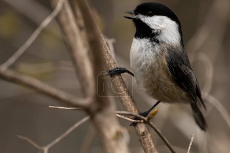 A Black-capped chickadee perched on a branch., singing a song. Poecile atricapillus