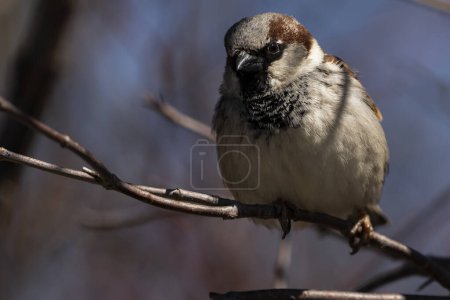 Photo for A house sparrow perched on a branch. - Royalty Free Image