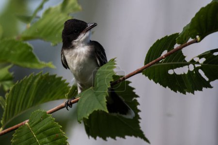 Photo for An eastern kingbird perched on a branch, Tyrannus tyrannus - Royalty Free Image