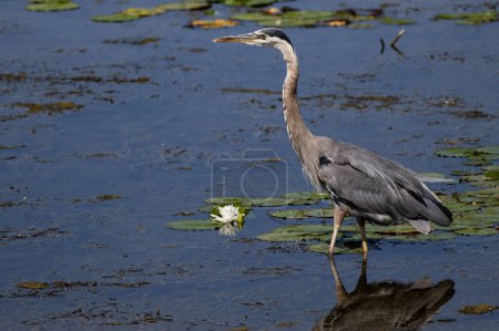Photo for A Great Blue Heron, wading in the water Ardea herodias - Royalty Free Image