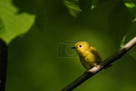 Foto de Un curruca amarilla posada en una rama, Setophaga petechia - Imagen libre de derechos