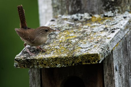 Photo for A house wren foraging for nesting materials, returning to the nest, Troglodytes aedon - Royalty Free Image