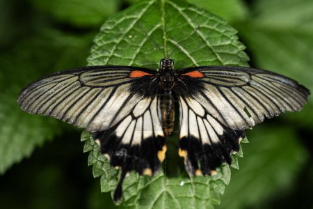 Téléchargez les photos : Grand papillon mormon, Papilio memnon - en image libre de droit