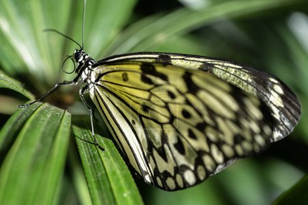 Téléchargez les photos : Papillon arbre-nymphe d'Electra, Idea electra - en image libre de droit