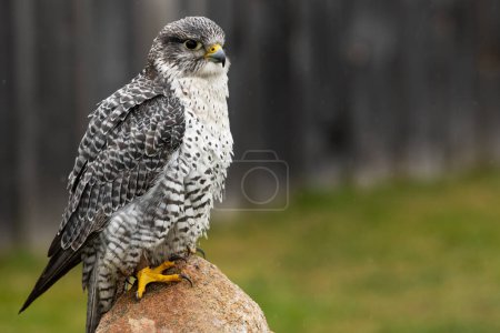 Foto de Un gryfalcon entrenado en una roca, granero en el fondo. Falco rusticolus. - Imagen libre de derechos