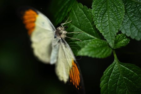 An orange tip butterfly, Anthocharis cardamines