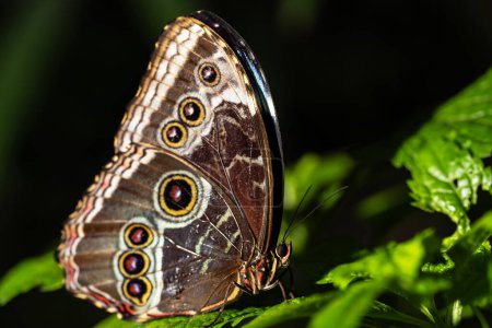 Foto de Mariposa morfo azul, Morpho peleides - Imagen libre de derechos