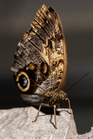 An Owl Butterfly, Caligo, from the Nymphalidae family, 