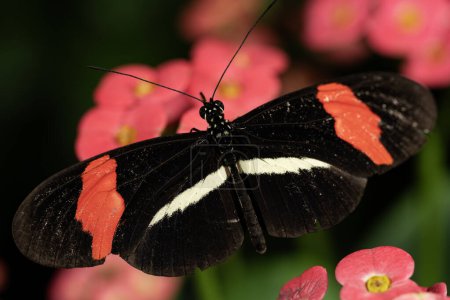 Una mariposa cartero rojo, Heliconius erato