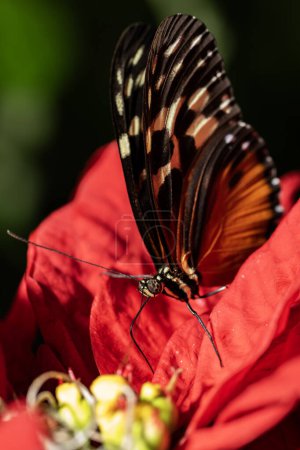 Tiger Longwing Butterfly, Heliconius hecale