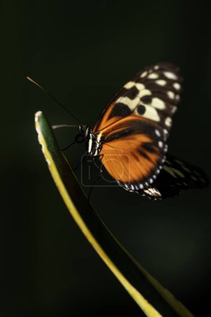 Papillon à ailes longues, Heliconius Hecale

