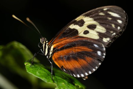 Tiger Longwing Butterfly, Heliconius hecale