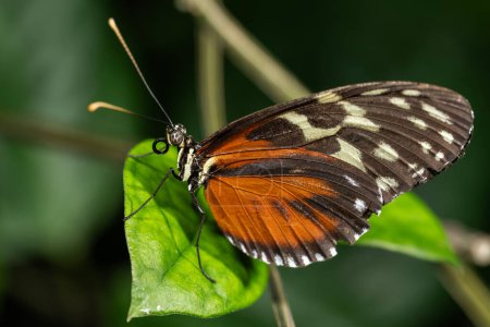 Papillon à ailes longues, Heliconius Hecale
