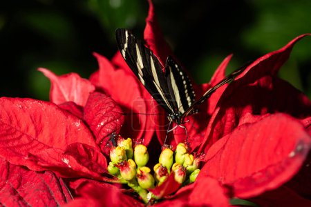 Papillon à ailes longues Zèbre, Heliconius Charithonia
