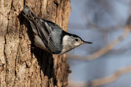 A white-breasted nuthatch, Sitta carolinensis
