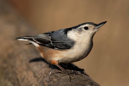 A red-breasted nuthatch on a fence, Sitta carolinensis