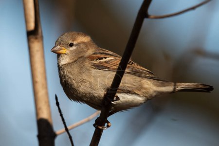 Photo for A female house sparrow perched on a branch. Passer domesticus - Royalty Free Image