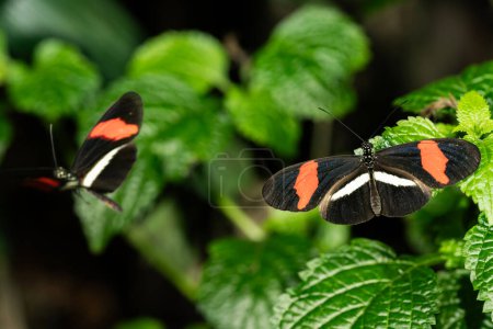 Ein roter Briefträger-Schmetterling auf einer Pflanze, Heliconius erato