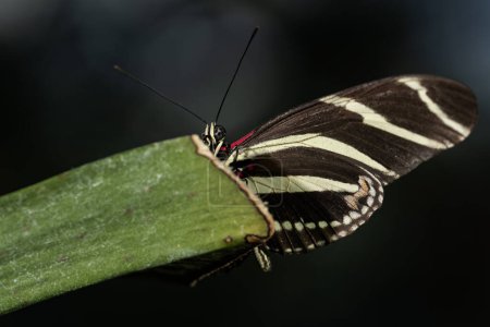 Zebra Longwing Butterfly, Heliconius charithonia