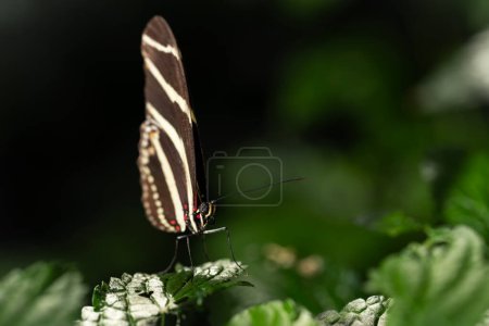 Cebra mariposa alargada en una planta, Heliconius charithonia