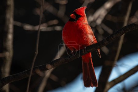 Photo for A northern cardinal on a branch, Cardinalis cardinalis - Royalty Free Image