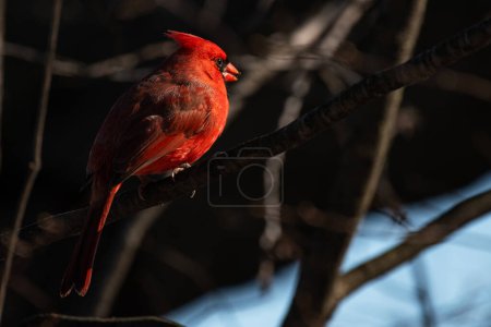 cardinalis