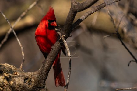Un cardinal mâle du nord, Cardinalis cardinalis