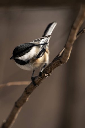 A black-capped chickadee on a branch, Poecile atricapillus