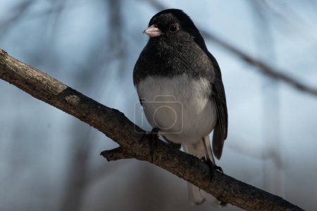 Photo for A dark-eyed junco on a branch, Junco hyemalis - Royalty Free Image