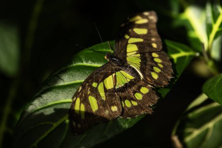 A malachite butterfly, Siproeta stelenes, of the nymphalidae family. 