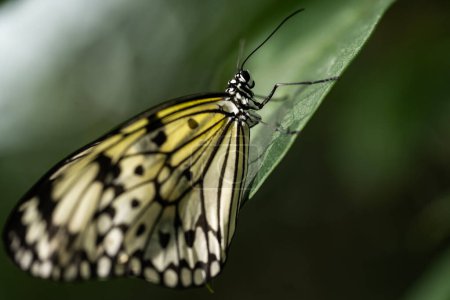Téléchargez les photos : Papillon arbre-nymphe d'Electra, Idea electra - en image libre de droit