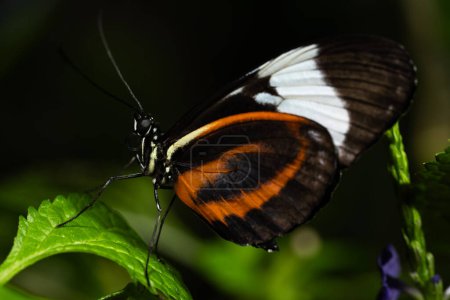 Tiger Longwing Butterfly, Heliconius hecale, of the Nymphalidae family. 
