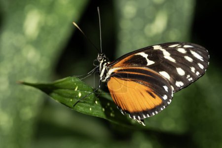 Tiger Longwing Butterfly, Heliconius hecale, of the Nymphalidae family. 