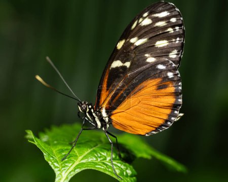 Tiger Longwing Butterfly, Heliconius hecale, de la familia Nymphalidae. 