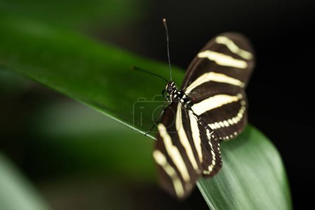 Cebra Mariposa alargada de la familia Nymphalidae, Heliconius charithonia