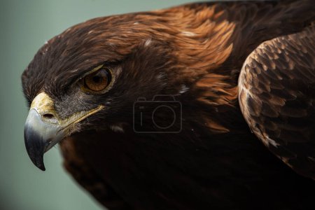 Foto de Un águila dorada entrenada, Aquila chrysaetos - Imagen libre de derechos