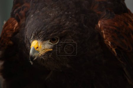 Photo for A trained Harris's hawk, formerly known as the bay-winged hawk, dusky hawk, and sometimes a wolf hawk, scientific name: parabuteo unicinctus - Royalty Free Image