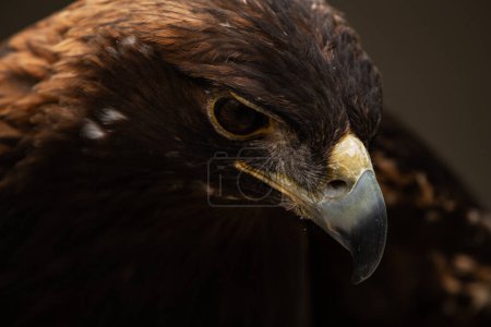 A trained Golden Eagle, Aquila chrysaetos